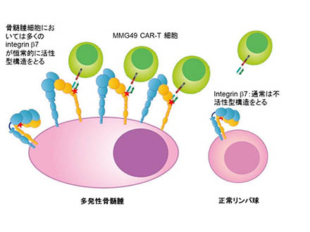 血液がんの細胞だけを標的とする新免疫療法を開発 大阪大がマウスで成功