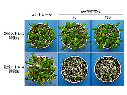 国際生物学賞に篠崎一雄氏 植物が環境ストレスに耐える仕組み解明