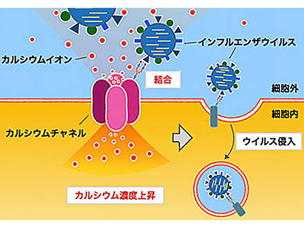 エタノールの吸入 マウスのインフルエンザを抑制 沖縄科技大