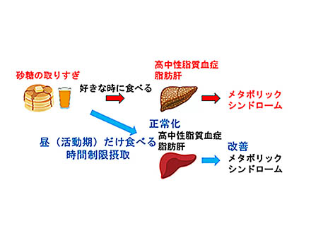 高齢者は「よく歩いてよく食べよう」 100歩あたり35～42キロカロリーが最適、早大など