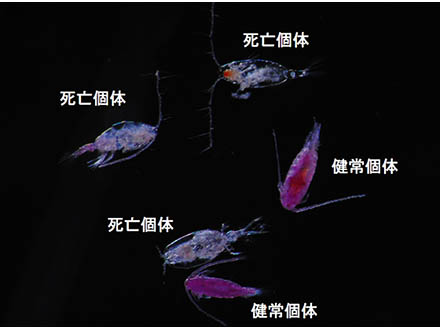 日本沿岸の動物プランクトンは21度超の海水温で大量死の可能性