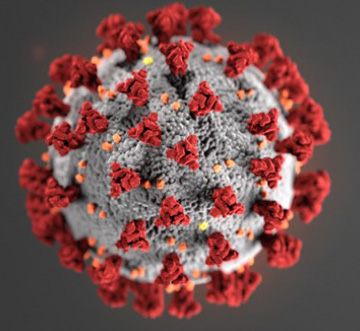 米疾病対策センター（CDC）が作成し、ホームページで公開している新型コロナウイルスの立体的な概観図（米CDCのホームページから）