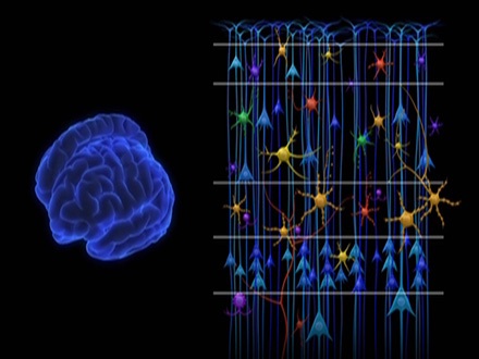 科学のフロンティア （15）「脳の中の点と線」神経回路とシナプスの謎に迫る研究最前線