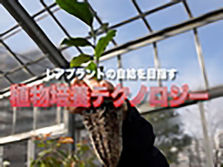 サイエンスニュース2012（新着情報） レアプラントの自給を目指す植物培養テクノロジー（2013年2月6日配信）