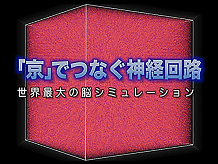 サイエンスニュース2013 「京」でつなぐ神経回路 世界最大の脳シミュレーション（2013年12月4日配信）