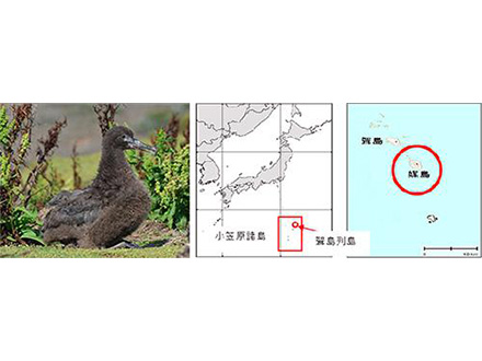アホウドリ繁殖を小笠原の媒島で確認