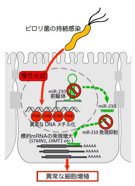 図. ピロリ菌の感染によって、マイクロRNA210の発現が減少し、それによって異常な細胞増殖が引き起こされてがん化する模式図(提供：東京大学医科学研究所の氣駕恒太朗特任研究員、三室仁美准教授)