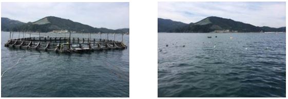 写真. 今回開発したギンザケ用浮沈式生簀。左は浮上時、右は沈下後。宮城県女川湾で。