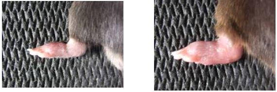 写真1. 炎症を起こしたマウスの足。左は正常なマウス。右はCRTH2の異伝子を欠損させたマウスで、足の腫れがより著しい。