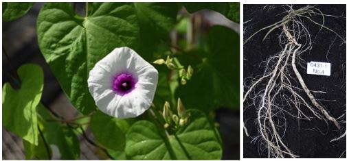写真. ゲノムを解読したIpomoea trifidaの花(左)と根(右)。サツマイモと同様に、同じ属のアサガオに似た花を咲かせる。根は通常肥大しないが、解読した系統の「0431-1」ではわずかに肥大が見られる。
(提供：農研機構九州沖縄農業研究センター)
