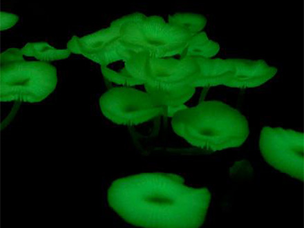 1億年前の「ホタルの光」は深緑色 遺伝子配列を復元して再現