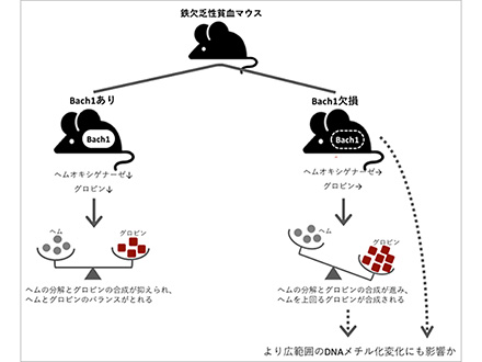 鉄欠乏性貧血に迫る。赤血球内の物質と遺伝子発現の変化を発見