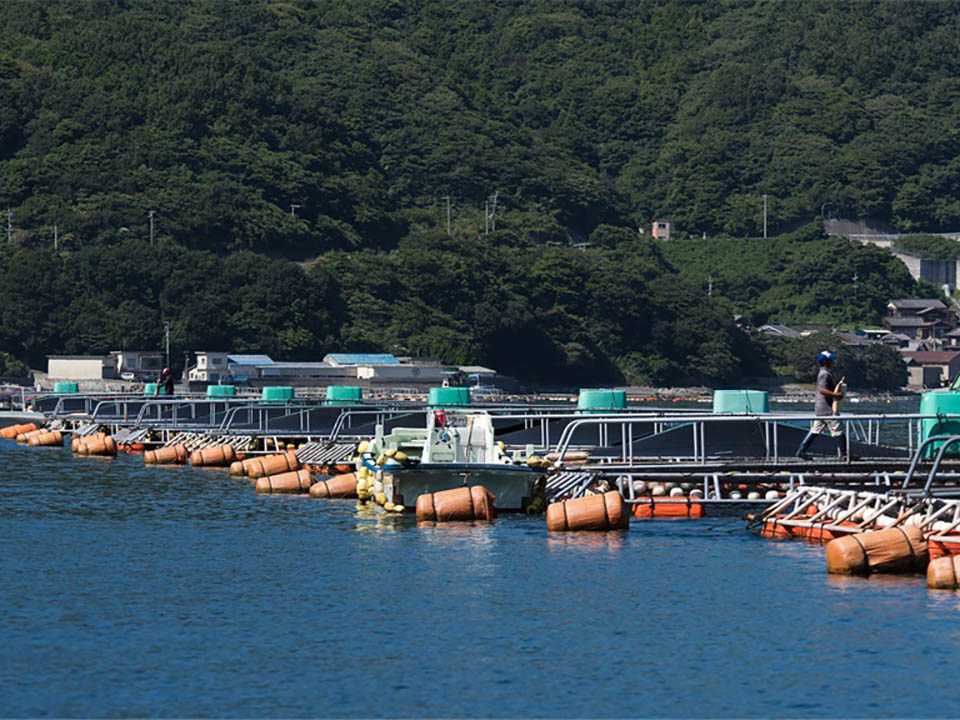 ベンチャー企業、養殖業者、役場、漁協、大学が 一体となって日本の水産養殖業を救う！