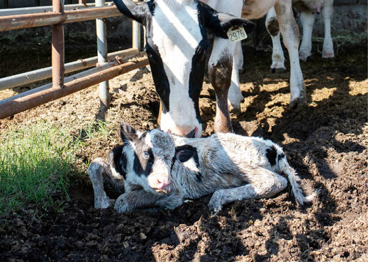群馬県の富澤牧場で取材当日に生まれた仔牛。出産した母牛は乳が出るようになり、間もなく排卵の前兆の観察を再開する。