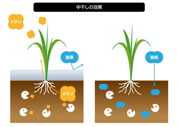 左図は水によって酸素が土壌に入らないため、メタン生成菌の働きでメタンが発生。水を抜くことで酸素が供給されメタンの発生を抑えることができる。