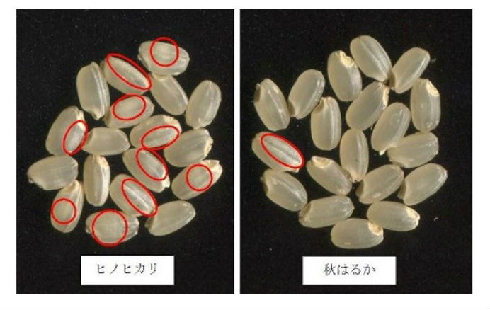 高温下では、従来品種（左）には白未熟（赤丸部分）粒が発生するが、高温障害適応品種（右）にはごくわずかしか発生しない。※資料提供：農研機構