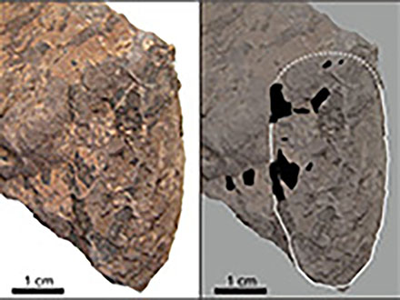 大型ティラノの仲間の化石、長崎でまた発見 “恐竜王国ニッポン”鮮明に