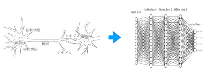 神経細胞の模式図（左）とニューラルネットワークの構造図。○がノード、それをつなぐ線がエッジだ（川村教授提供の図版を改変）