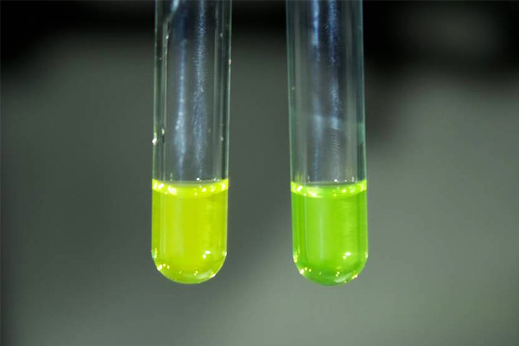 試験管内での発光。現代のゲンジボタルの黄緑色（左）と異なり、約1億年前の遺伝子配列を推定して復元した光は深い緑色になった（中部大提供）