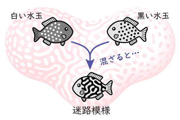 動物の体の複雑な模様が、単純な模様の混ざり合いでできることの概念図（大阪大学提供）