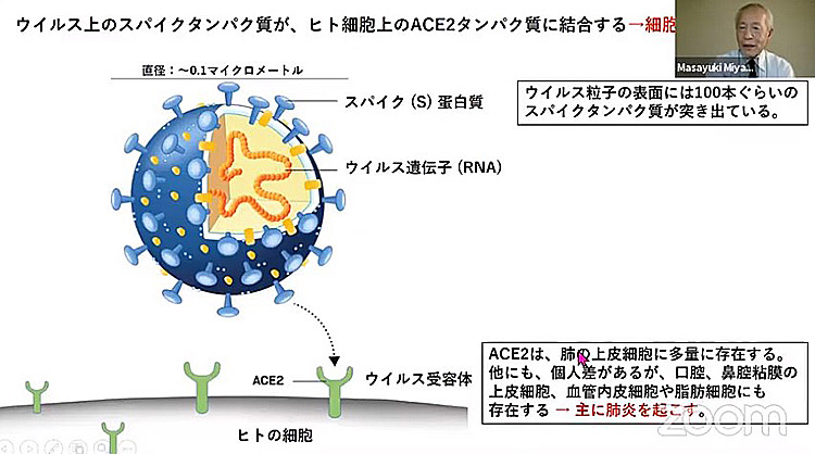 新型コロナウイルス上のスパイクタンパク質が細胞上のACE2タンパク質に結合する仕組み（宮坂昌之氏提供）
