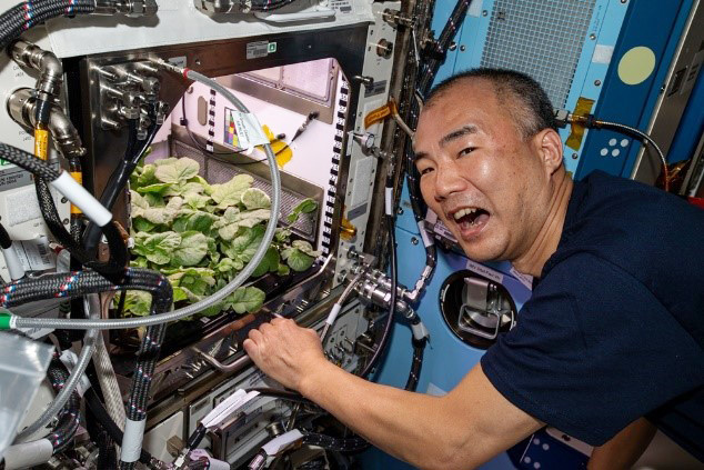 ISS船内でNASAの植物栽培実験装置を確認する野口聡一さん＝昨年11月28日（JAXA、NASA提供）