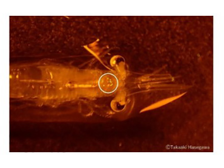 魚類は餌を通してマイクロプラスチックを大量に取り込んでいた 北大調査で判明