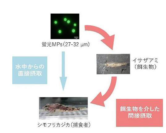シモフリカジカが海中のMPsを摂取する2つの経路の概念図（北海道大学提供）