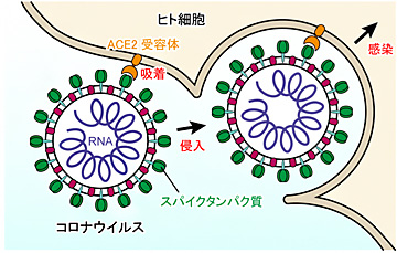 新型コロナウイルスの感染過程。初期段階において、ウイルス表面にあるスパイクタンパク質（緑色）がACE2受容体（橙色）に結合する。その後、ヒト細胞の膜との融合を経て、ウイルス内のRNA（紫色）がヒト細胞内に取り込まれる（理研提供）