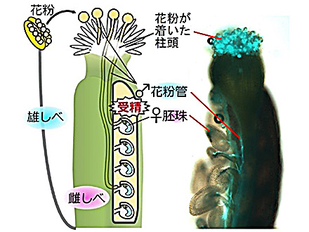 植物の花粉管、細胞核が先端部になくても胚珠に到達
