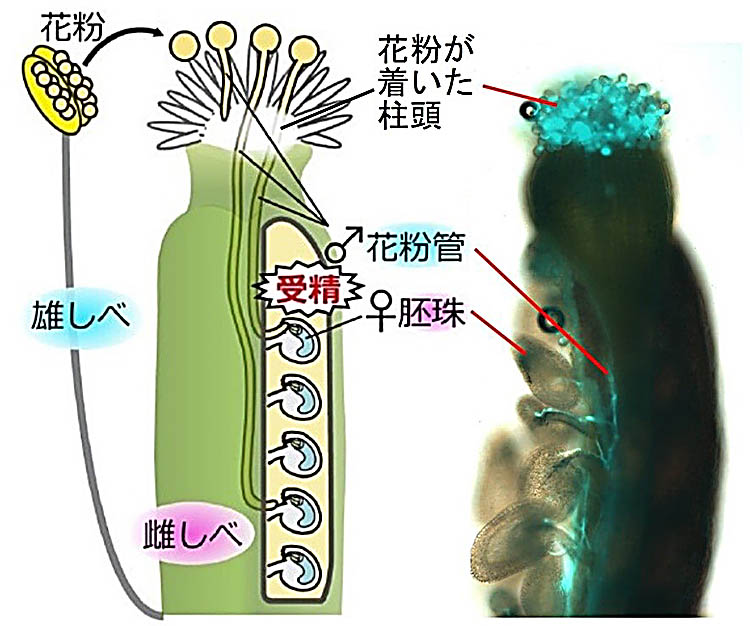 植物の花粉管 細胞核が先端部になくても胚珠に到達 Science Portal 科学技術の最新情報サイト サイエンスポータル