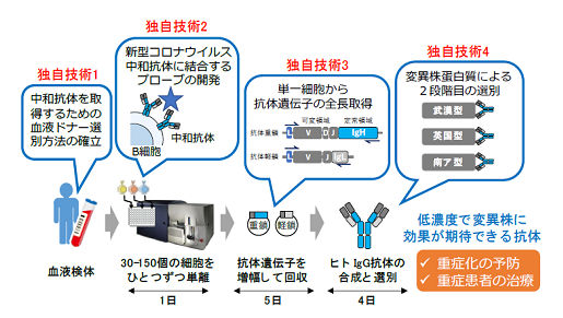広島大学の研究グループが開発した技術の概念図。新型コロナウイルス中和抗体の取得工程を示している（広島大学提供）