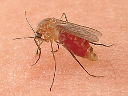 蚊の唾液成分が刺された瞬間の痛みを消していた 生理学研究所など解明