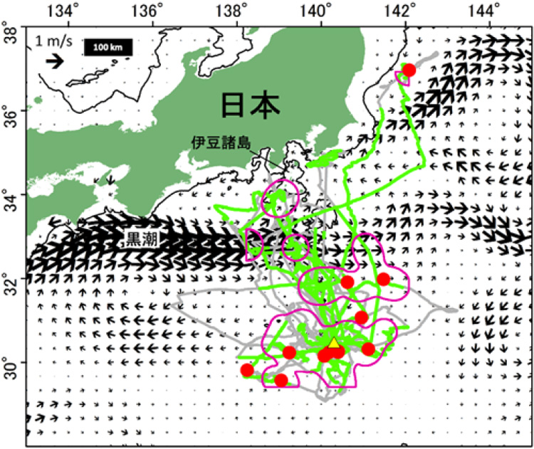 クロアシアホウドリが遭遇した海洋ゴミの分布（赤丸）と採餌海域（紫色の枠内）。13羽から得た23回の移動軌跡が灰色の実線。ビデオ記録計の映像データが利用可能な範囲が黄緑色。黄色の三角が鳥島の位置。黒色の矢印は調査時期の表面海流の流向や流速（極地研／北大提供）