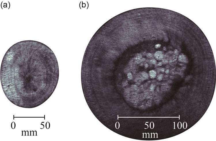 直径10センチ（左）と22センチのマリモのMRI画像（研究グループ提供）