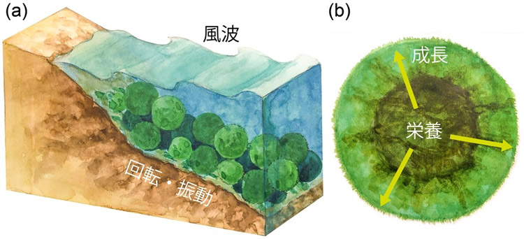 マリモが湖面の波の影響で球状になること（左）と、内部から出る栄養分を成長につなげていることの概念図（研究グループ提供）