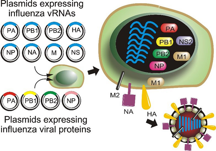 河岡さんが開発したリバースジェネティクス法の概略図。ウイルス遺伝子を発現する8つのプラスミドとウイルスタンパク質を発現する4つのプラスミドを細胞に導入してウイルスを産生させる（河岡さん提供）