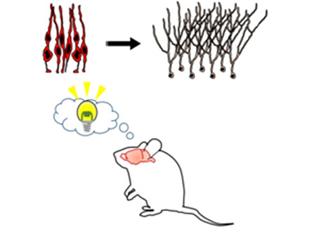 老化マウスの認知機能を改善 京大グループ、神経幹細胞を若返らせる