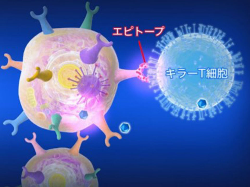 ヘルパーT細胞の遅い免疫反応が一因 ワクチン効果低い高齢者で、京大解明