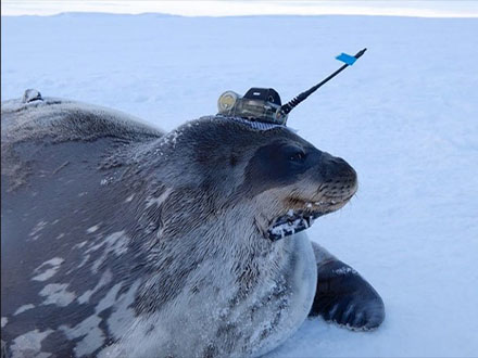 南極のアザラシは秋の暖かい海水を上手に利用して餌を確保 極地研と北大が調査