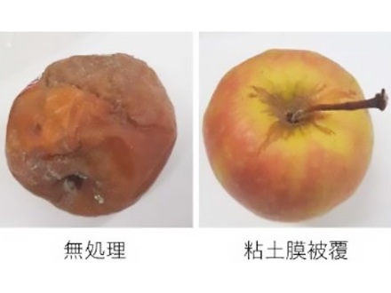 粘土のナノシートがリンゴの鮮度を保つ 物材機構など発見