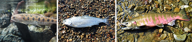 ヤマメ（左）とサクラマス（中央）。サクラマスの成魚は銀色をしているが、産卵期が近づくと魚体が桜色になる（右）