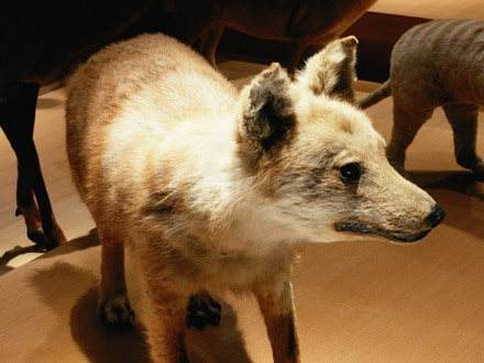 ニホンオオカミ、大陸から来た2系統が交雑し誕生 山梨大など解明