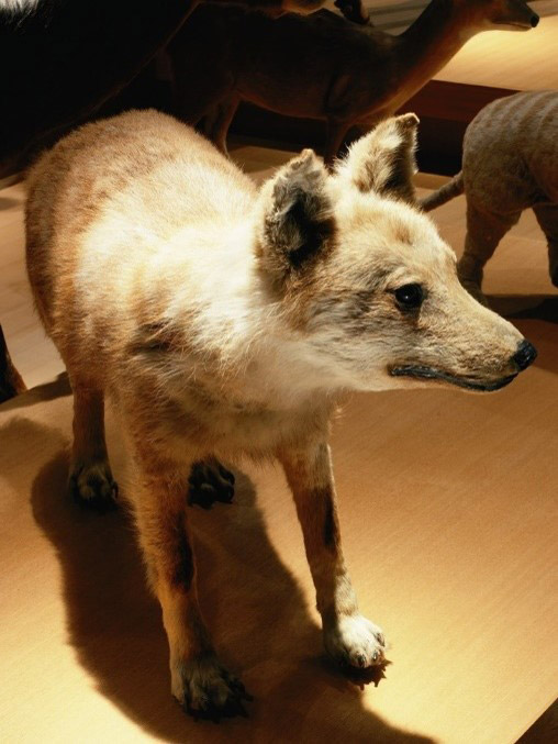 ニホンオオカミの剥製（国立科学博物館提供）