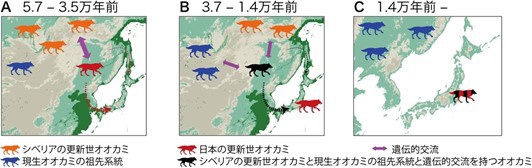 ニホンオオカミのルーツ。（A）5万7000～3万5000年前に巨大なオオカミの集団が、（B）3万7000～1万4000年前に別の集団が、それぞれユーラシア大陸から日本列島に移り、（C）その後、両者が交雑して生まれた（研究グループ提供）