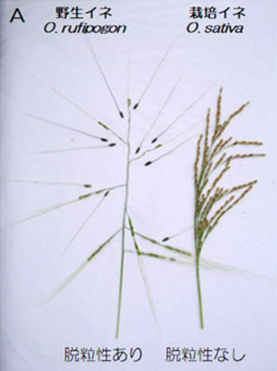 野生イネ（左）は穂が開き、種子が熟すと自然に落下する脱粒性がある（神戸大学提供）
