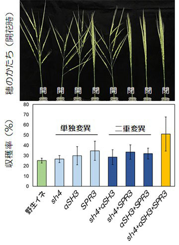 sh4、qSH3、SPR3の3遺伝子の変異の組み合わせた交配によるイネの種子の収穫率。3遺伝子の変異がそろうと、脱粒が少なく収穫率が一番高かった（神戸大学提供）
