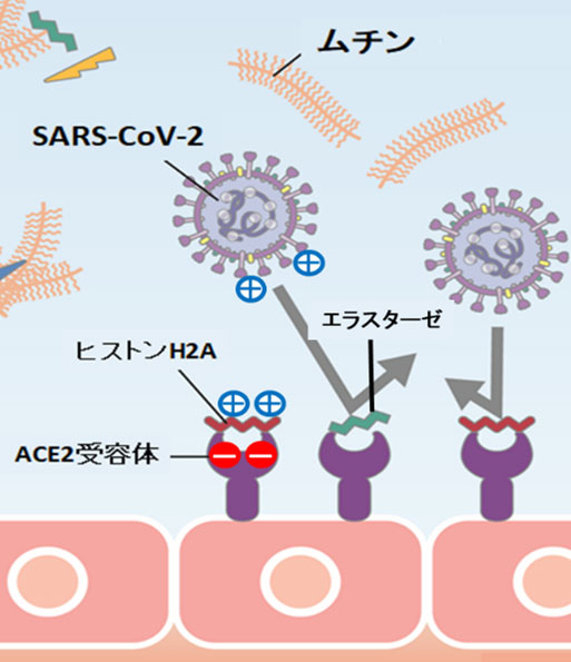 好中球エラスターゼとヒストンH2Aが新型コロナウイルスの侵入を防ぐ仕組みの概念図（大阪公立大学提供）