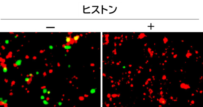 ヒストンH2Aが疑似新型コロナウイルスの感染を防ぐことを示す実験系の画像。ヒストンがない場合（－、左）は緑色で示した宿主細胞の感染が多く見られ、ヒストンがある場合（＋、右）はACE2が発現した赤色の宿主細胞だけで占められて感染がほとんどないことが分かる（大阪公立大学提供）