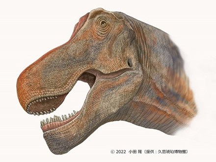 「竜脚類は植物食」歯化石の傷を立体分析、恐竜で初解明 早稲田大など